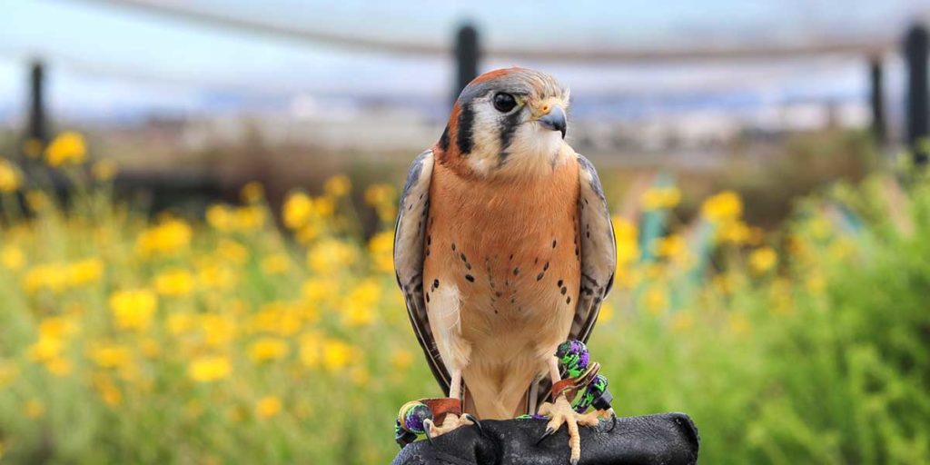 Living Coast Exhibit - Raptor Row