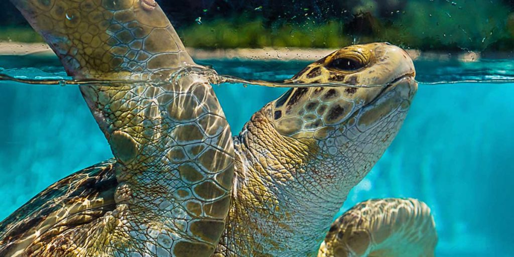 Living Coast Exhibit - Turtle Visit