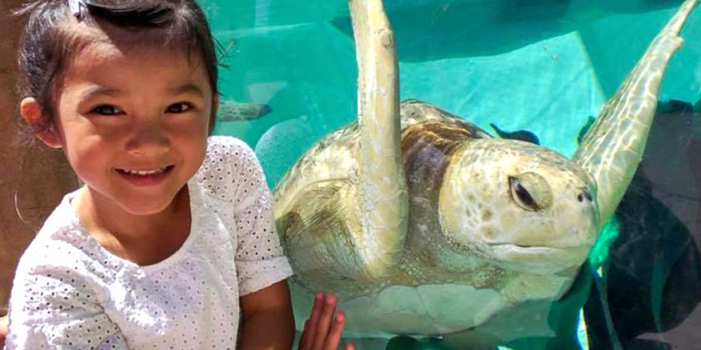 Living Coast Exhibit - Turtle Visit