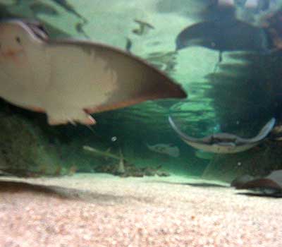 living coast discovery center