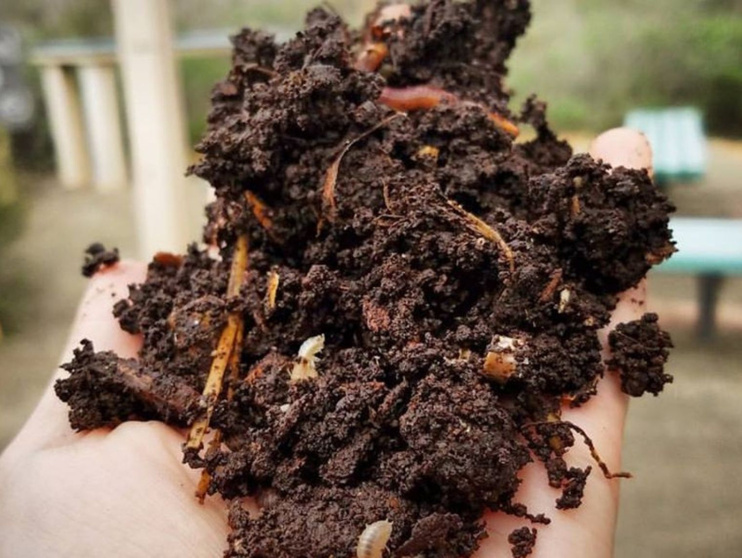 Compost at the living coast