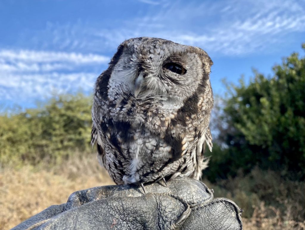 The Living Coast- screech owl