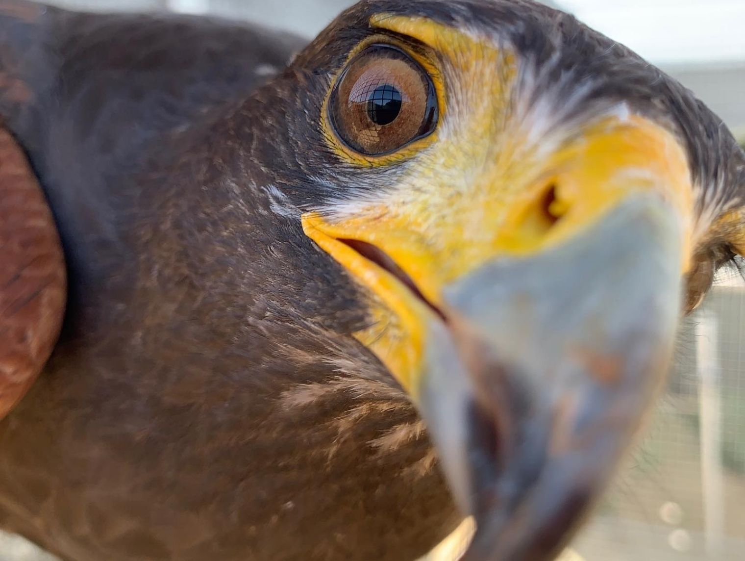 The Living Coast- Harris's hawk