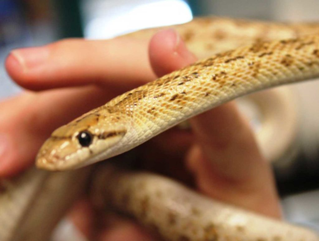 Living Coast - Animal Encounters - Coastal Glossy Snake
