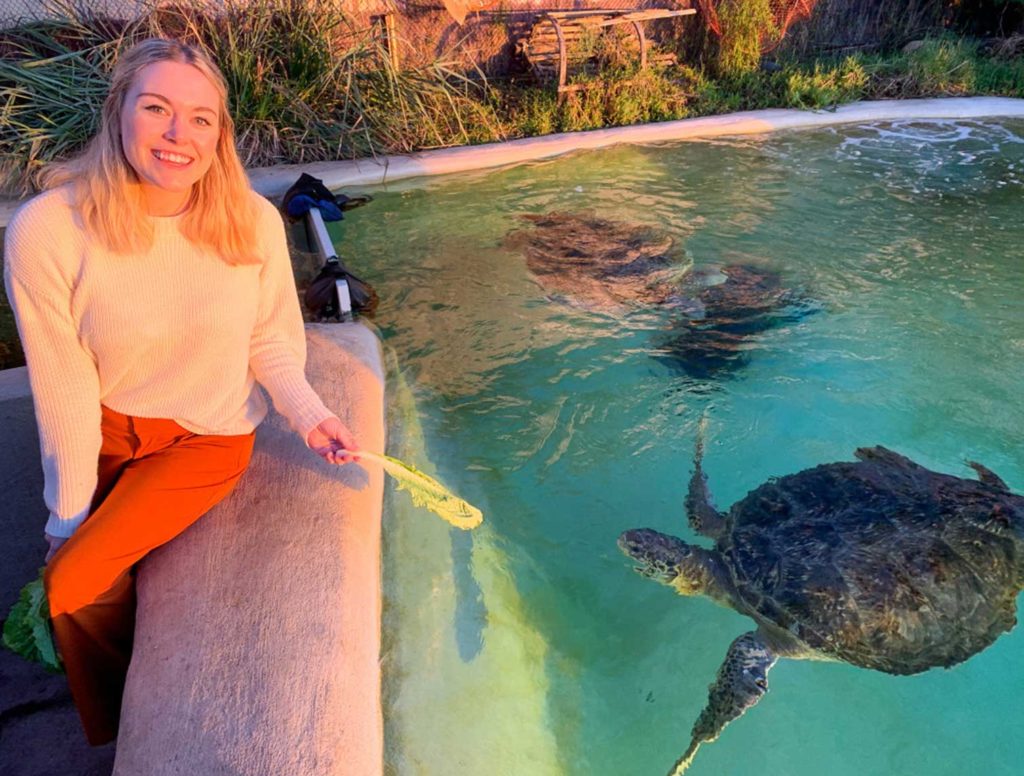 Living Coast - Animal Encounters - Turtles