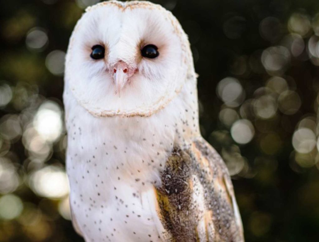 Living Coast - Animal Encounters - Barn Owl