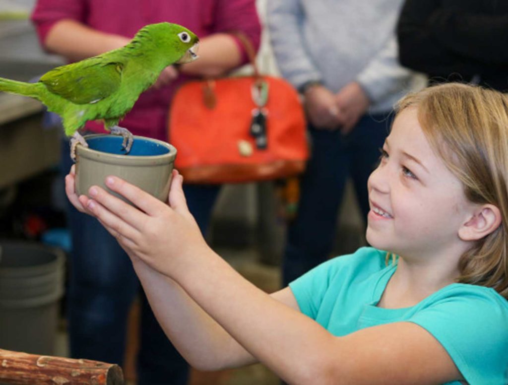 Living Coast - Animal Encounters - Parrot