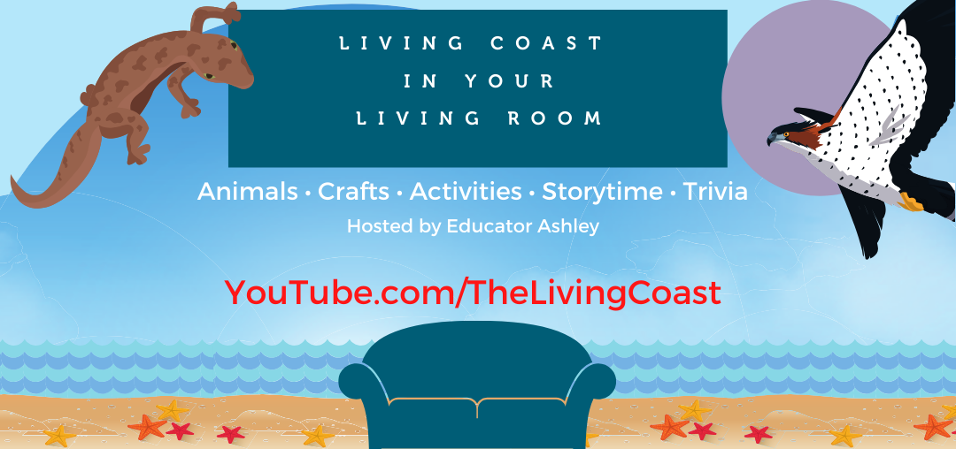 Living Coast In Your Living Room