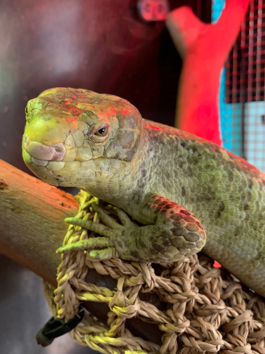 Signature Event - Animal Experiences