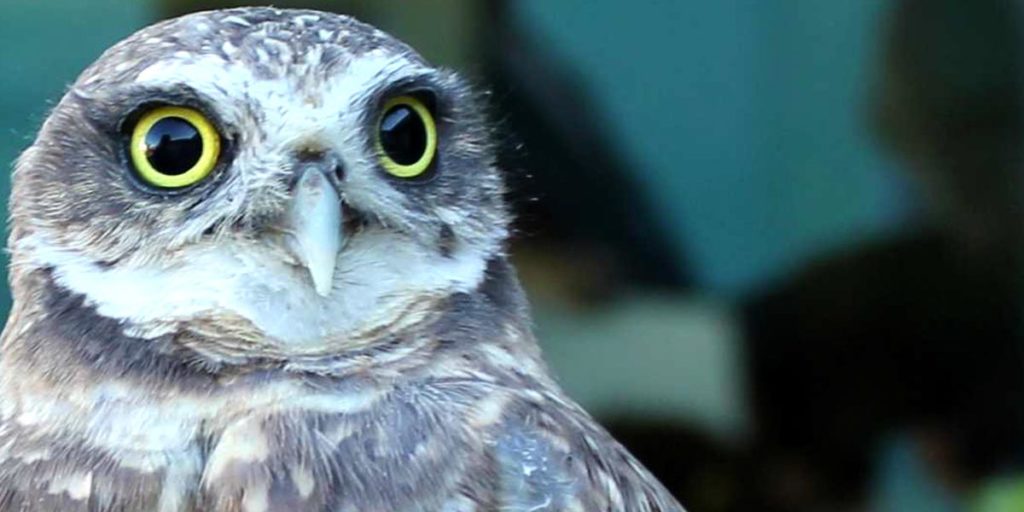 The Living Coast - Field Trips - Burrowing Owl