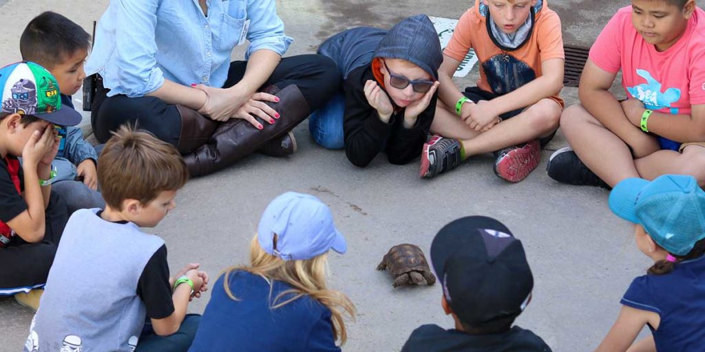 Living Coast - family wildlife camps