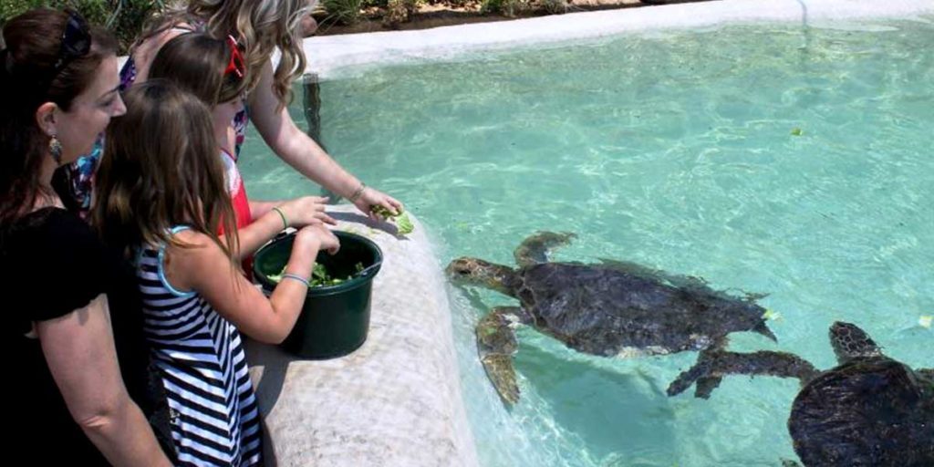 Living Coast - VIP Turtles