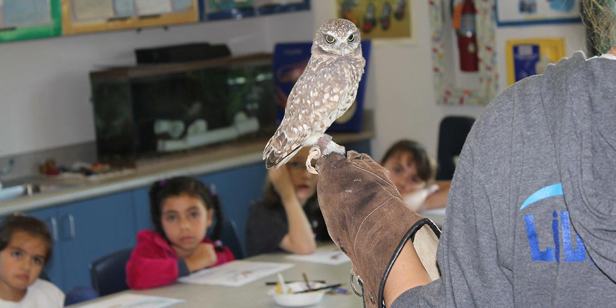 The Living Coast - Field Trips - Burrowing Owl