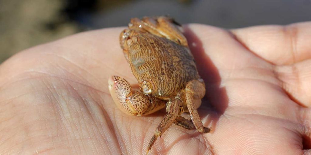 The Living Coast Programs - Holding Crabs