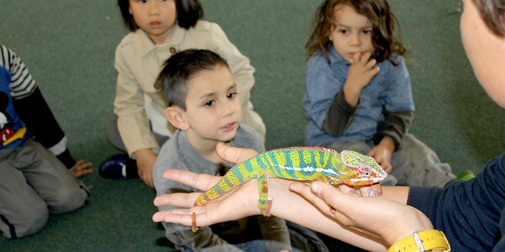 The Living Coast - Field Trips - Chameleon