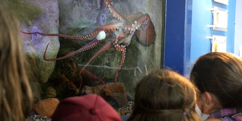 The Living Coast - Kids Programs - Octopus