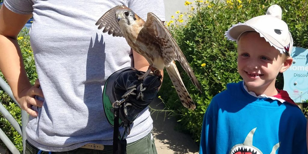 The Living Coast - Field Trips - Raptor