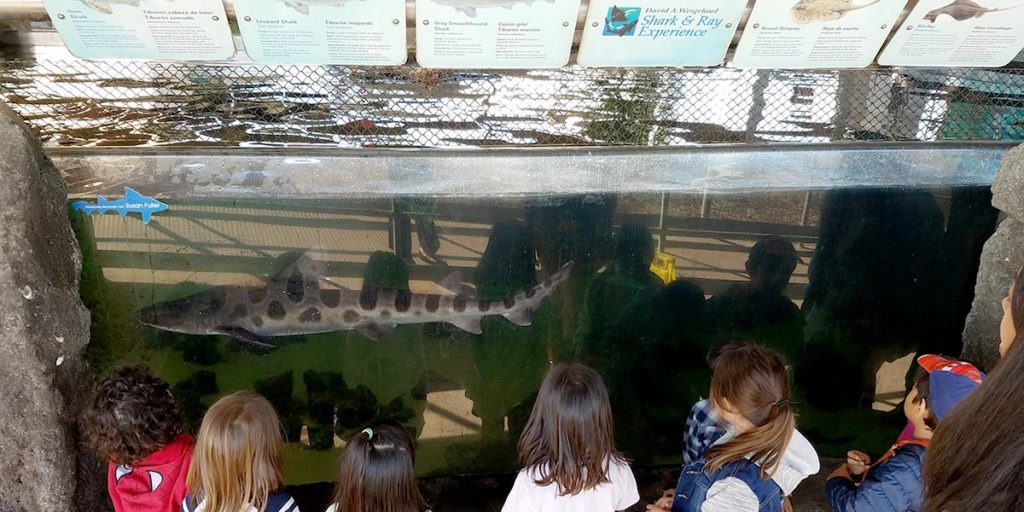 The Living Coast - Field Trips - Rays and Sharks