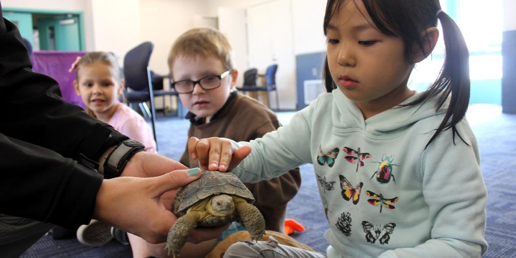 The Living Coast - Kids Programs - Tortoise