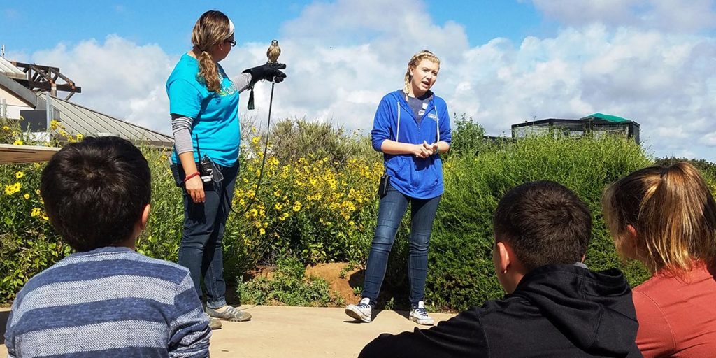 The Living Coast - Field Trips - Raptor Talk