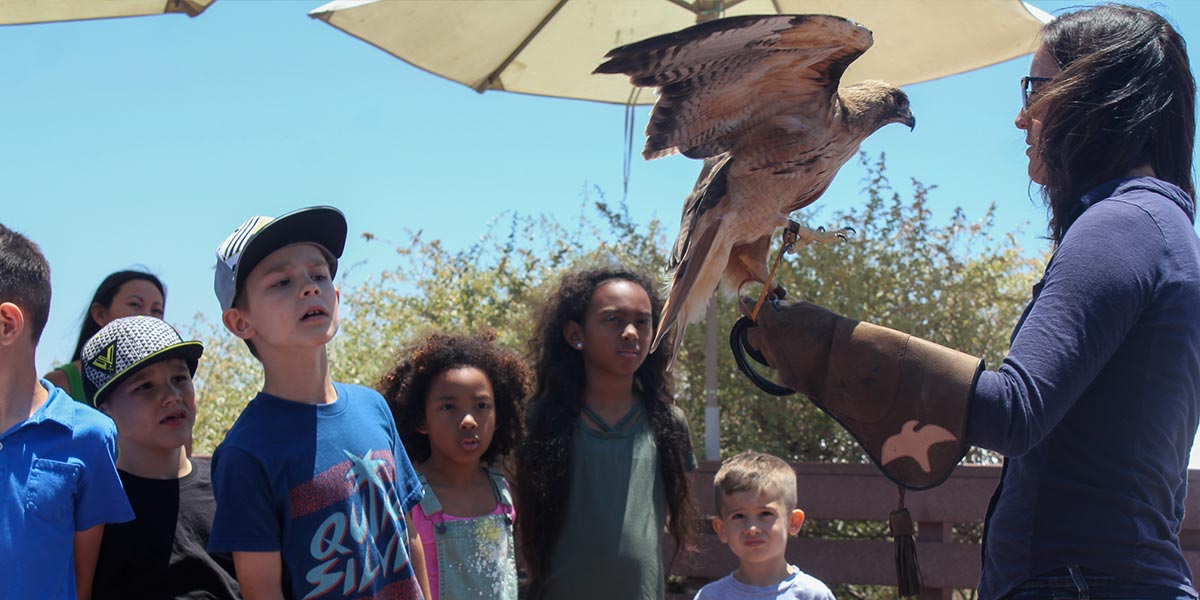 The Living Coast - Field Trips - Raptor Demonstration