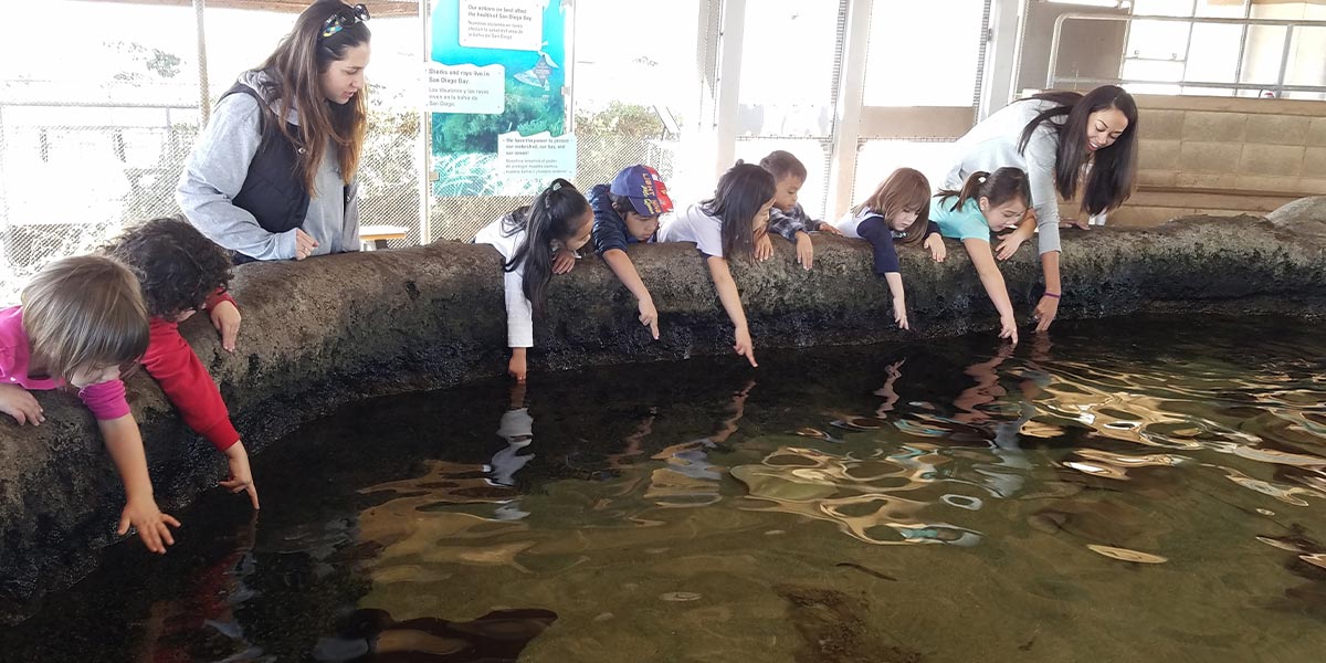 The Living Coast - Field Trips - Rays and Sharks