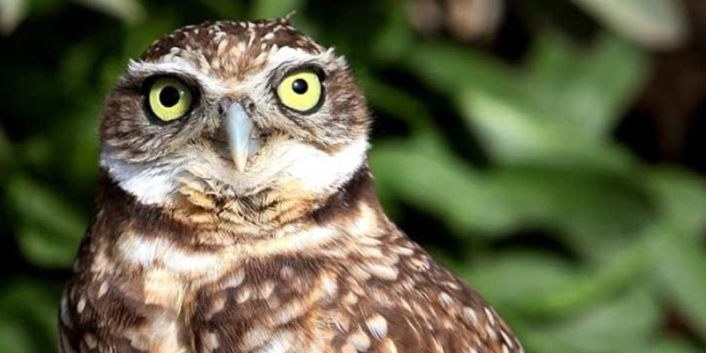 Living Coast - Burrowing Owl