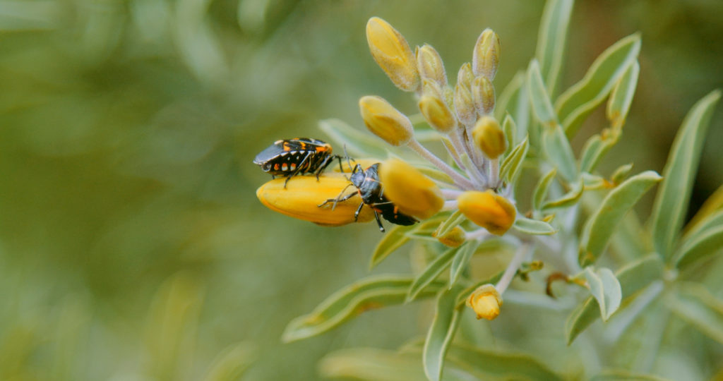 The Living Coast Discovery Center - Arthropods