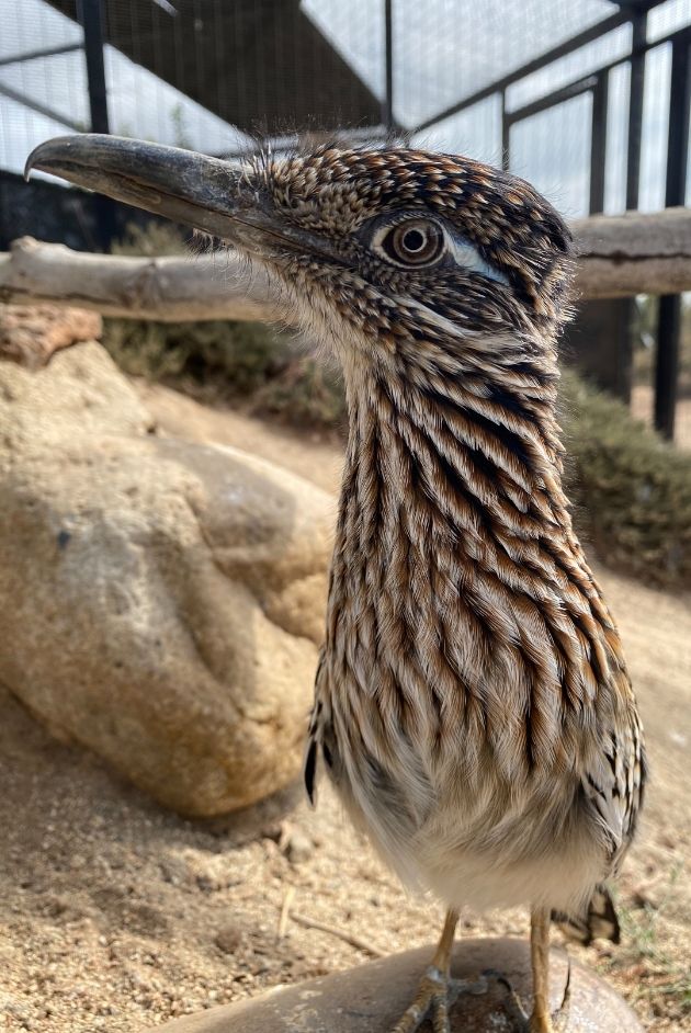 Signature Event - Roadrunner