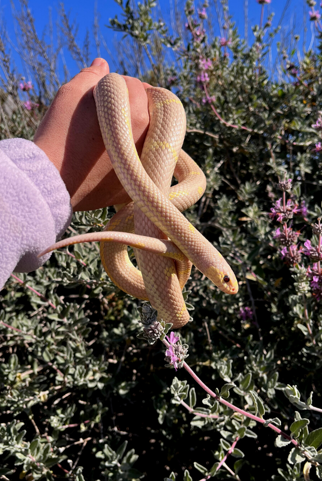 Signature Event - Wildlife Surprises