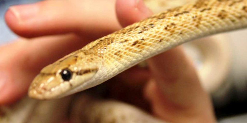 Living Coast Programs - Snake Encounter