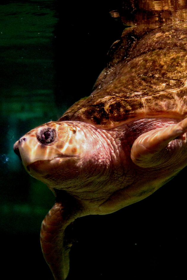 Signature Event - Sea Turtle