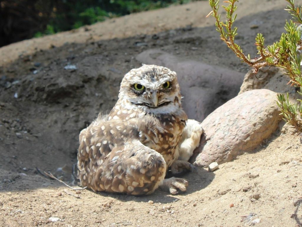 burrowing owl