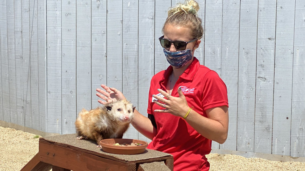 Docent/Volunteer with Opossum