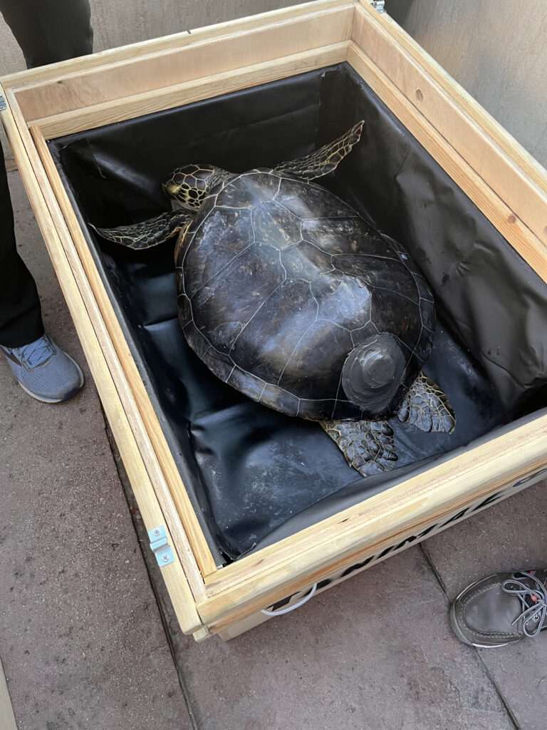 green sea turtle in transit
