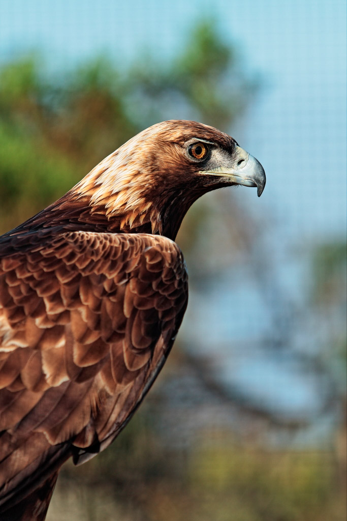 golden eagle side view