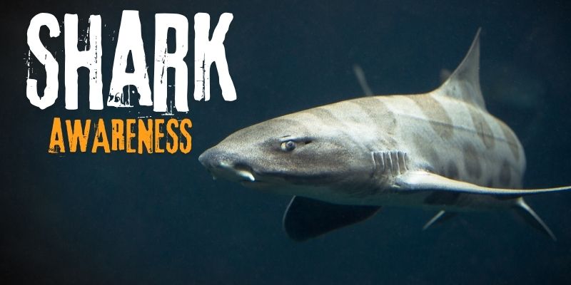 National Shark Awareness Saturday, July 11 & Sunday, July 12